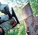 Trusted Daleville, IN Tree Care Experts