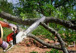 How Our Tree Care Process Works  in  Daleville, IN