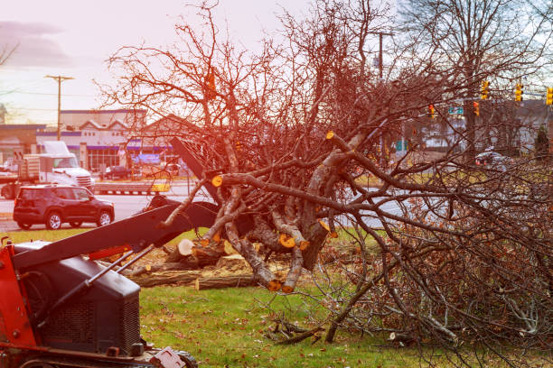 How Our Tree Care Process Works  in  Daleville, IN